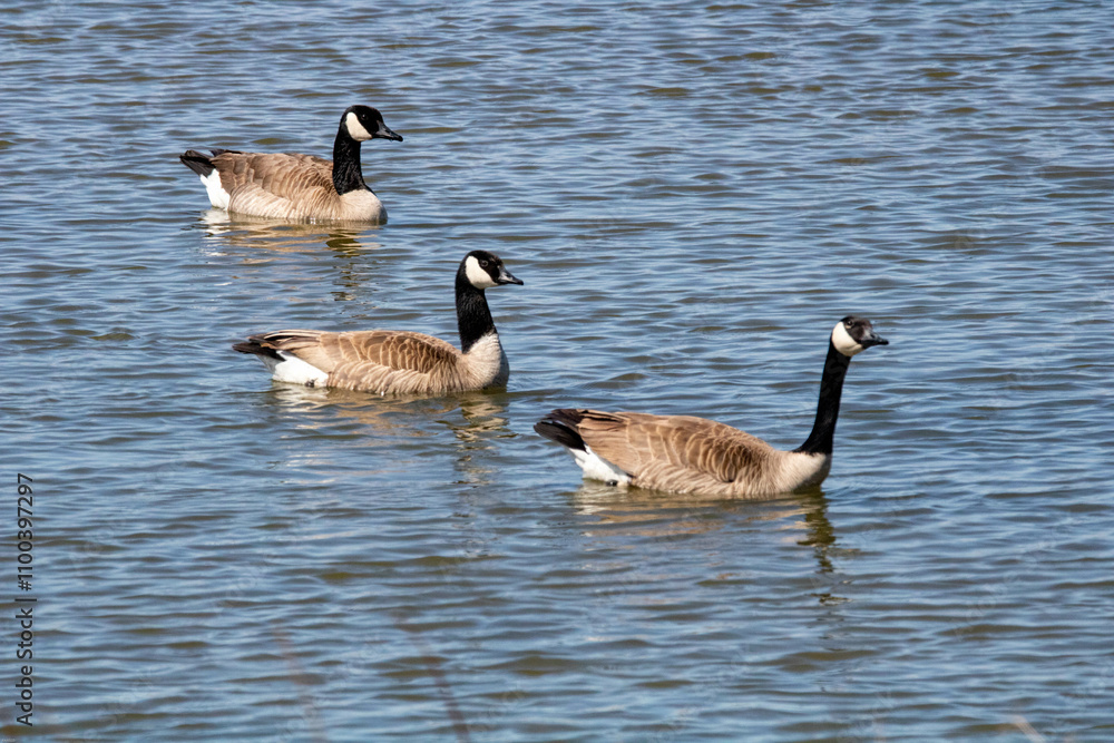 Obraz premium Three Geese