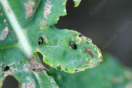 Crucifer Flea Beetle (Phyllotreta cruciferae) and turnip flea beetle or yellow-striped flea beetle (Phyllotreta nemorum) on a bitten green leaf.