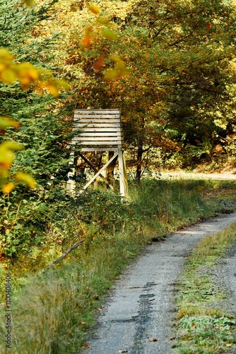 a journey through the autumn forest