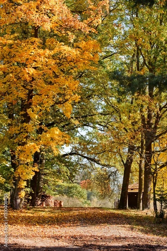 a journey through the autumn forest