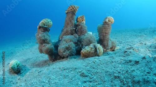 Mediterranean Bonnet Snail, Semicassis undulata on its eggs underwater behaviour scenery phalium granulatum photo