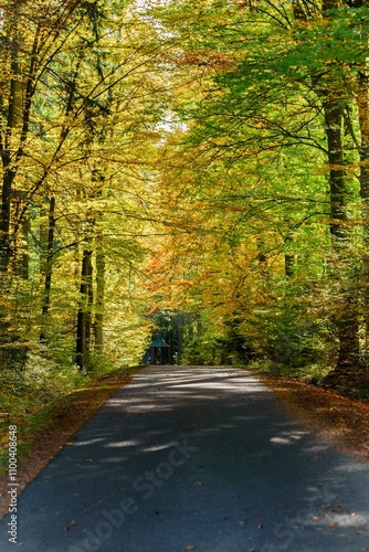 a journey through the autumn forest