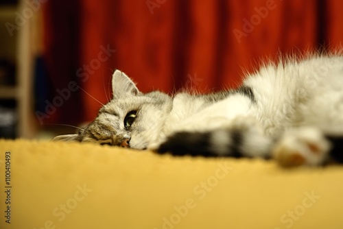 Fluffy cat resting on a blanket