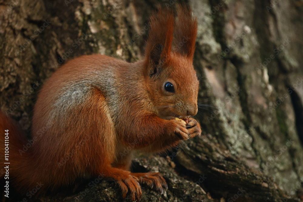 Fototapeta premium Squirrel in autumn park.