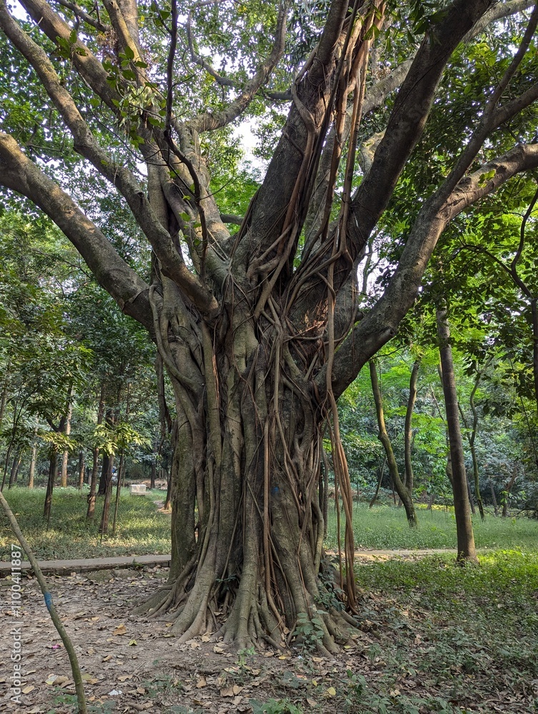 Fototapeta premium a tree with a rope tied to it that has a rope tied to it