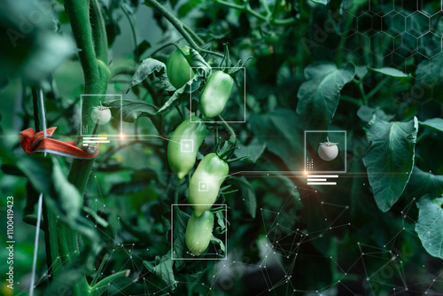 Agriculture futuristic industry with AI technology concept, growth organic tomato in smart farm greenhouse with AI control and sensors