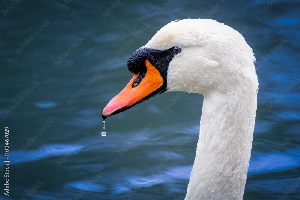 Close up of a white swan swimming in a lake with water drops Close up of a white swan swimming in a lake with water drops