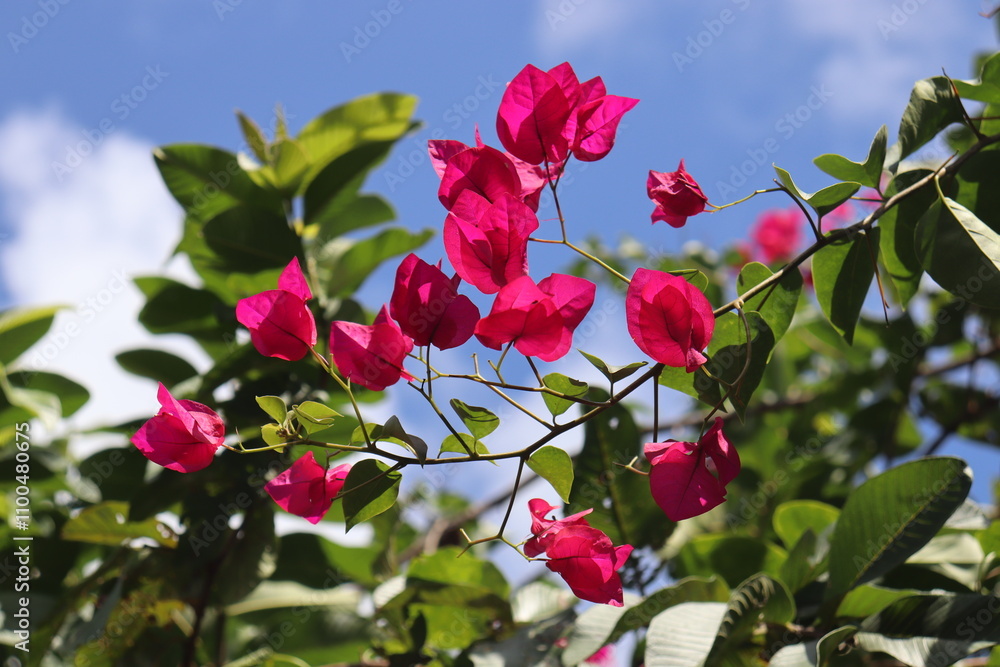 Obraz premium Paperflowers