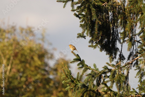 Eurasian robin photo