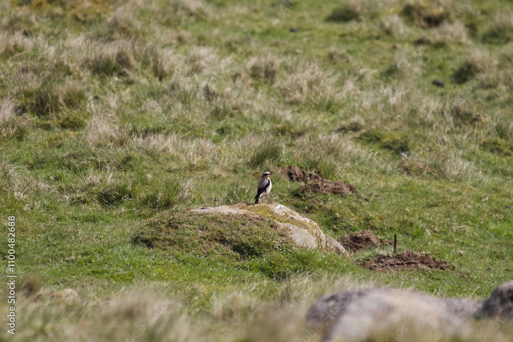 Obraz premium Northern Wheater (Oenanthe oenanthe)