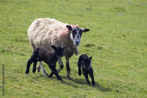 Badger face welsh mountain sheep (Ovis aries)  photo