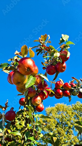 Ripe tasty and healthy red apples on small fruit trees in the village