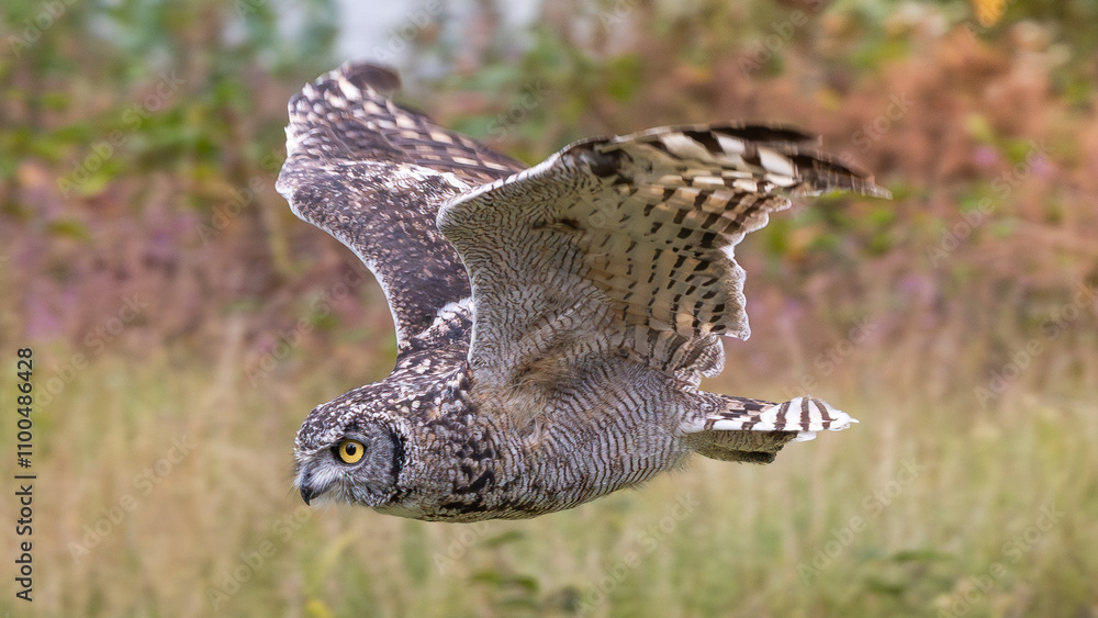 Fototapeta premium Owl diving down at bird show