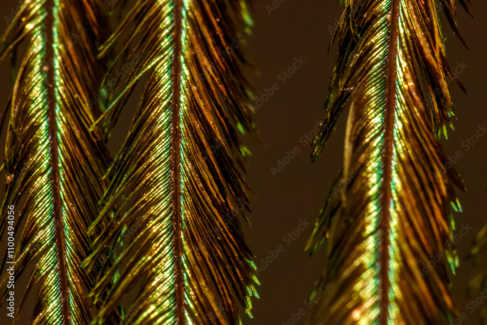 Fototapeta premium Extreme Macro Close-Up of an Incredibly Beautiful and Amazing Peacock Feather Highlighting Intricate and Colorful Structural Details
