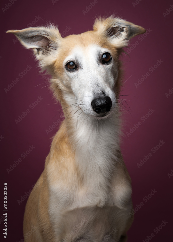 Portrait of a silken windsprite dog looking straight and alert at the on a maroon red background
