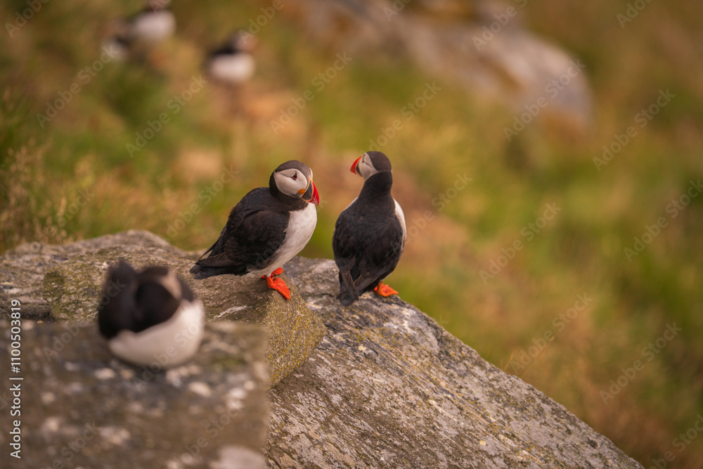 Obraz premium Atlantic Puffin in Natural Habitat