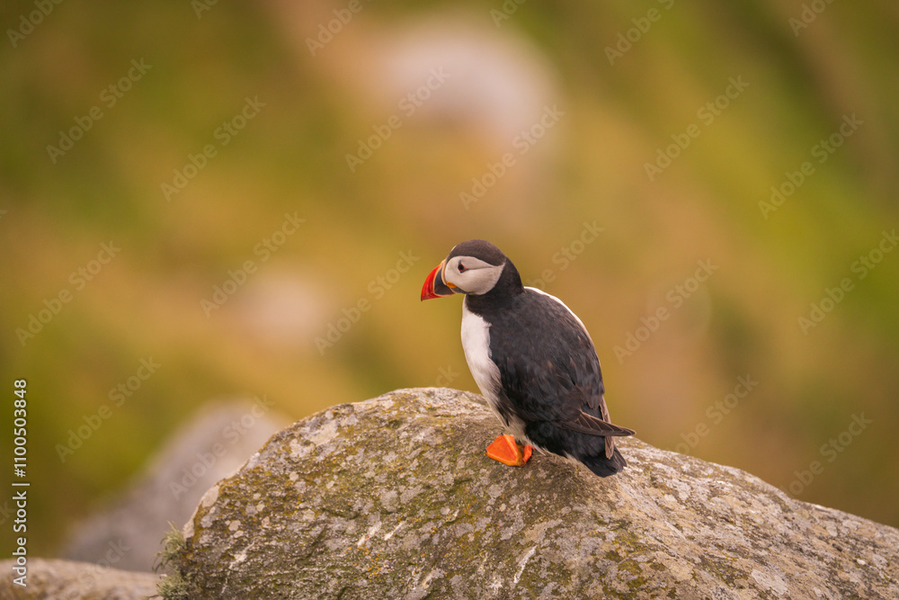 Fototapeta premium Atlantic Puffin in Natural Habitat 