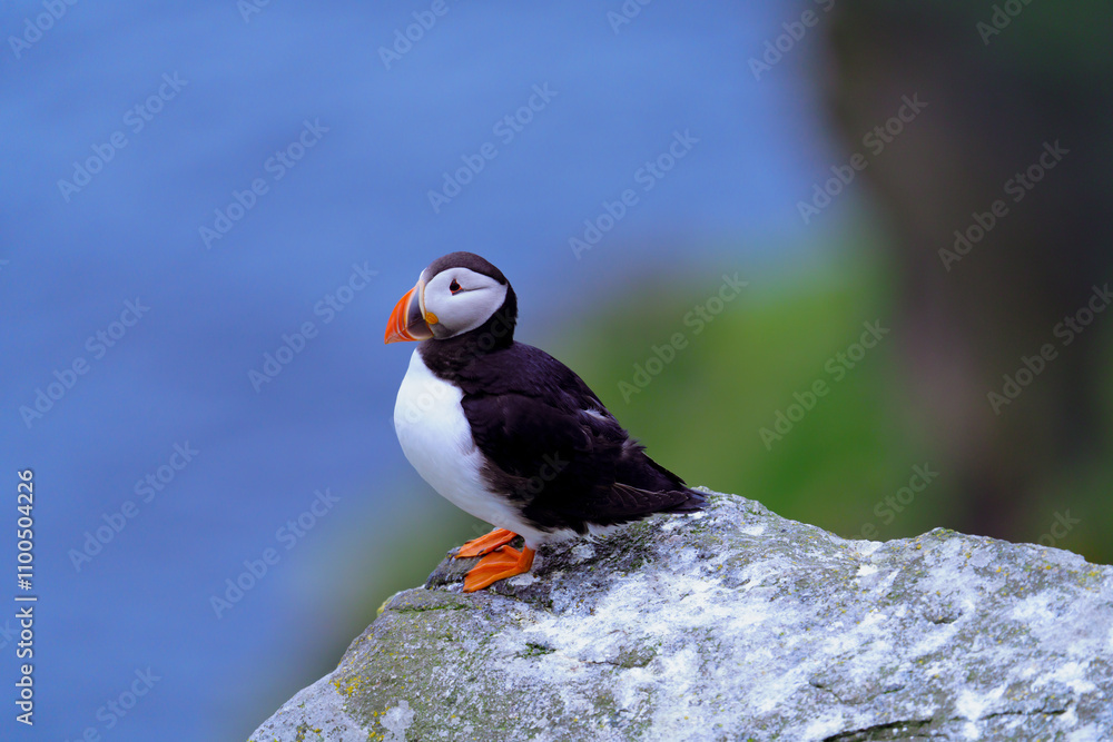 Fototapeta premium Atlantic Puffin in Natural Habitat 