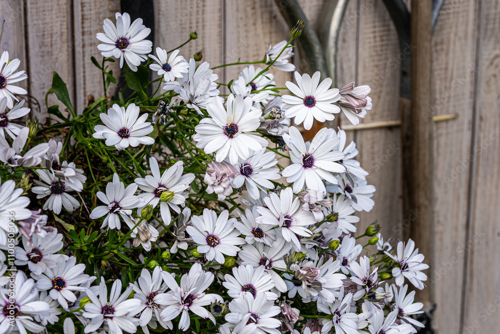 Obraz premium Flores Blancas