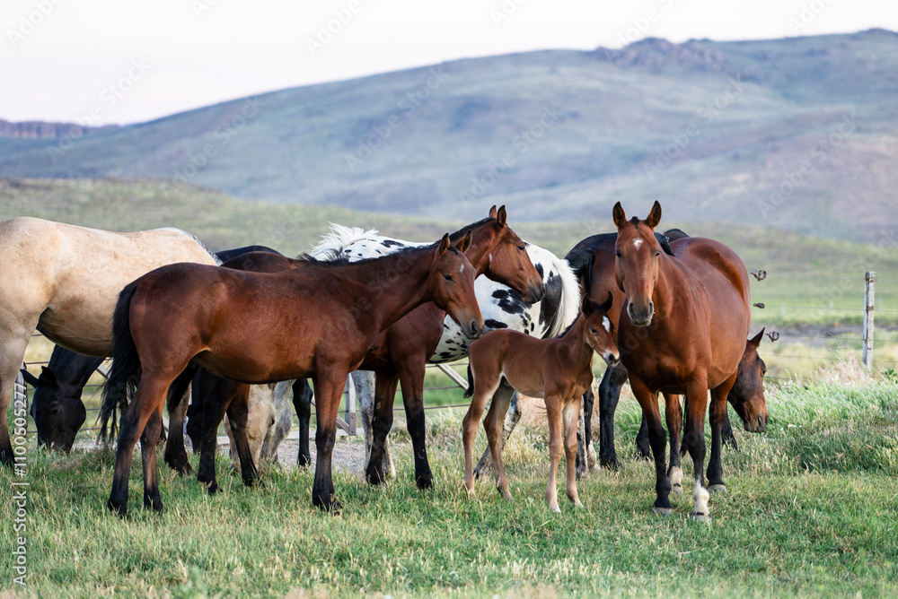 Fototapeta premium Caballos