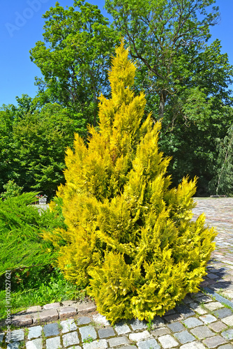 Western thuja of the golden-variegated variety (Thuja occidentalis L. Aureo-variegata) on a sunny summer day