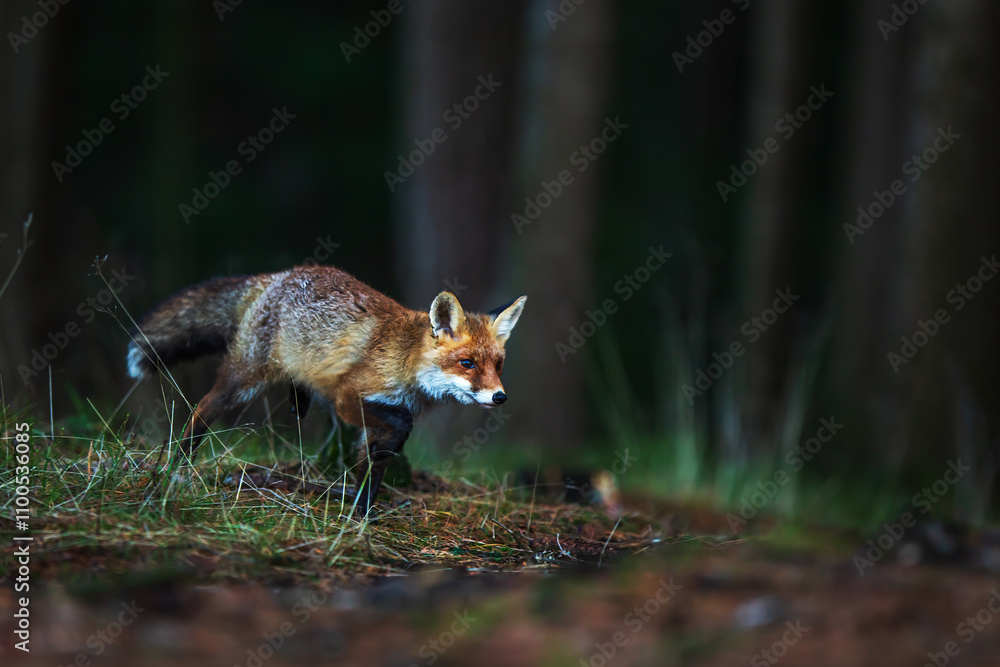 Obraz premium male red fox (Vulpes vulpes) detailed portrait