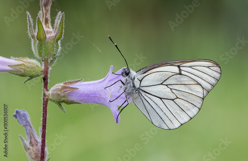 wildlife photos. photos of butterflies in natural areas.