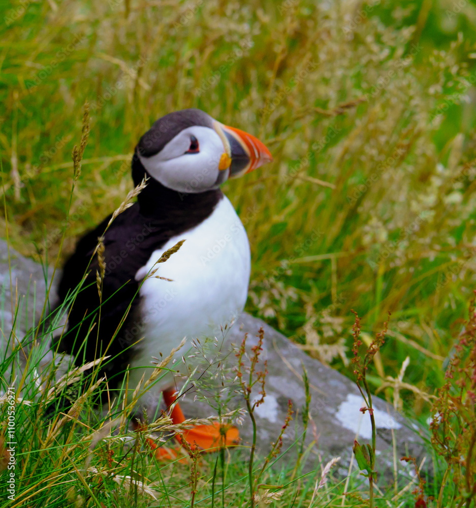 Naklejka premium Atlantic Puffin in Natural Habitat