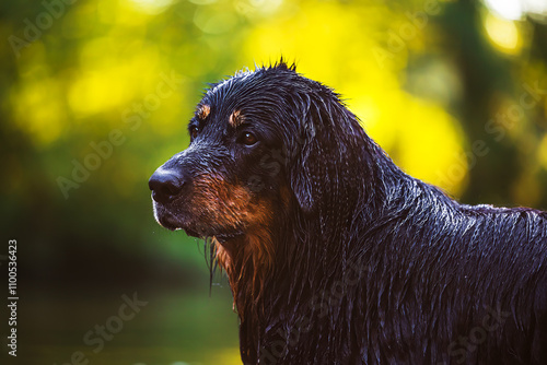 male black and gold Hovie dog wet portrait photo