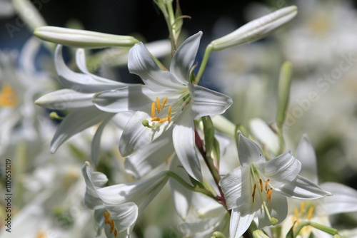 White Lilium candidum flowers on a flower bed in the garden photo