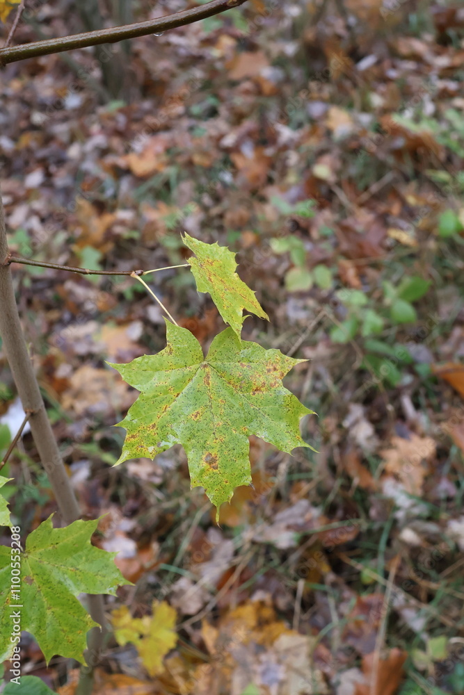 Two maple leaves changing color on branch in autumn forest Two maple leaves changing color on branch in autumn forest