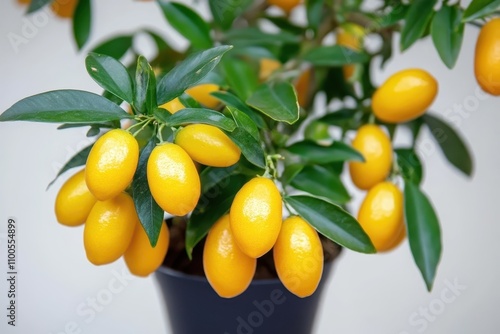 Wallpaper Mural Potted kumquat tree bearing fruits against a white background Torontodigital.ca