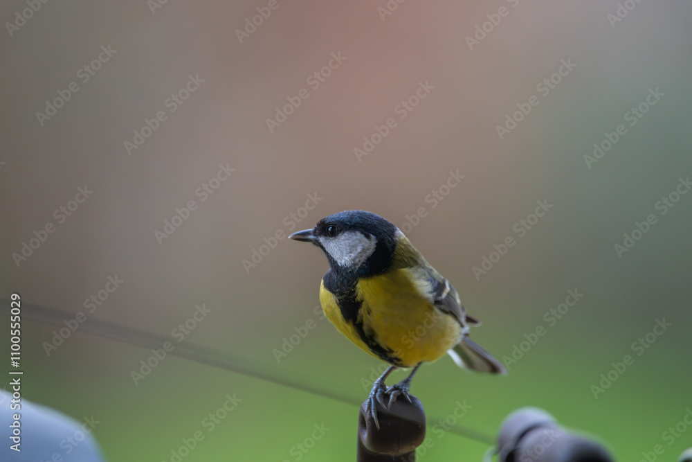 Fototapeta premium Great Tit Perched on Railing