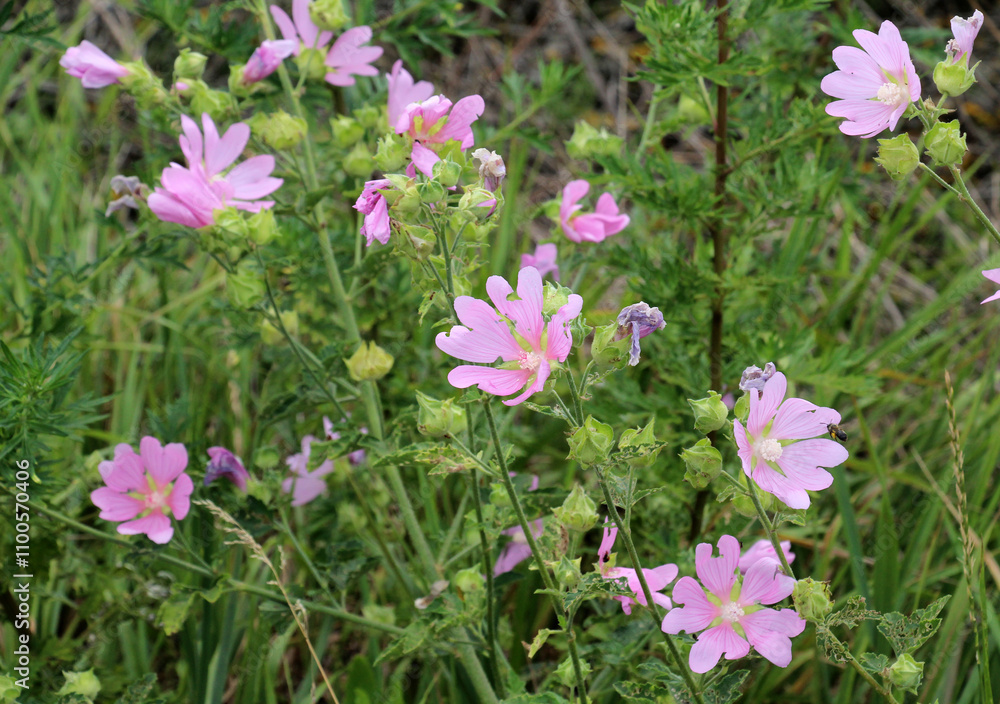 Fototapeta premium Malva thuringiaca (Lavatera thuringiaca) blooms in nature