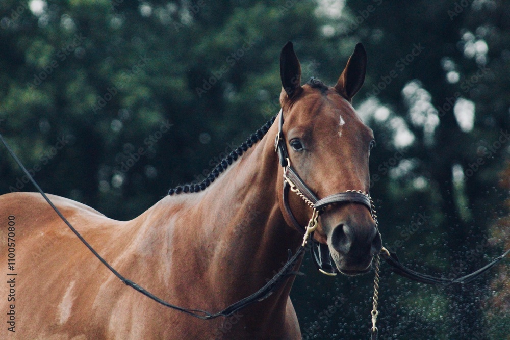 Obraz premium Horse
