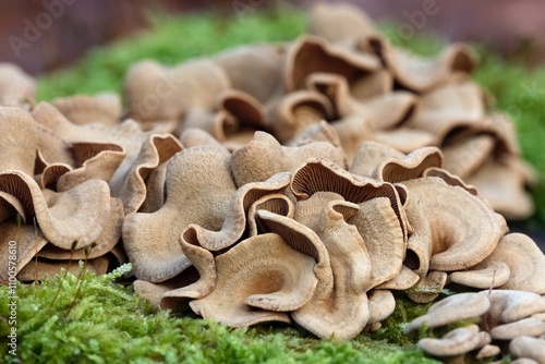Photos Close up of Panellus stipticus on tree
