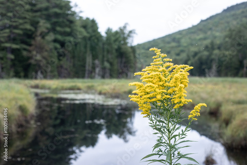 Solidago photo