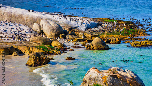 Sunset view of penguins coming back ashore on Boulders Beach, Simon's Town, Cape Peninsula, South Africa