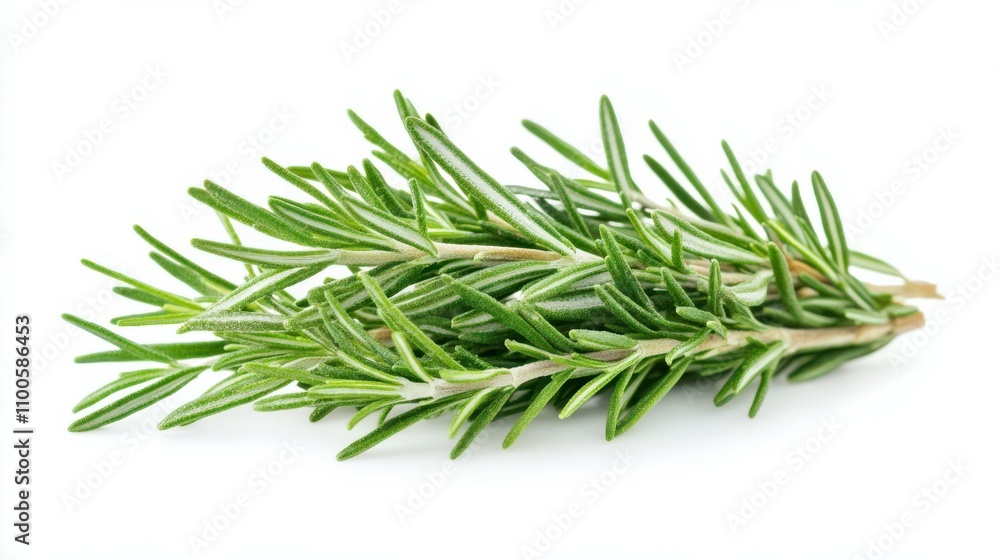 Fototapeta premium Rosemary isolated on white bg