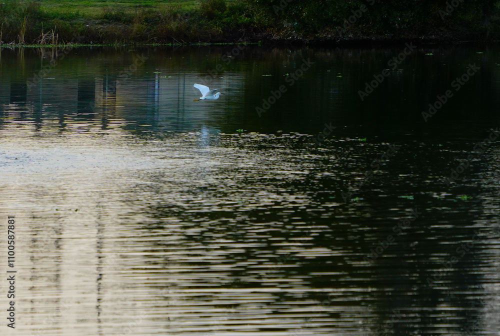 Obraz premium White snowy egret bird search for food from water