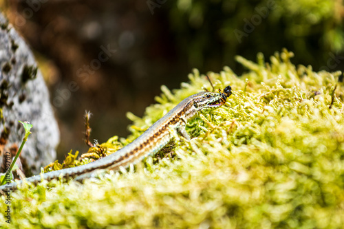 Lézard mangeant un frelon, bas du corps toujours visible photo