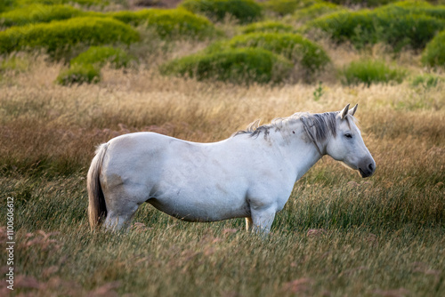 Caballo blanco