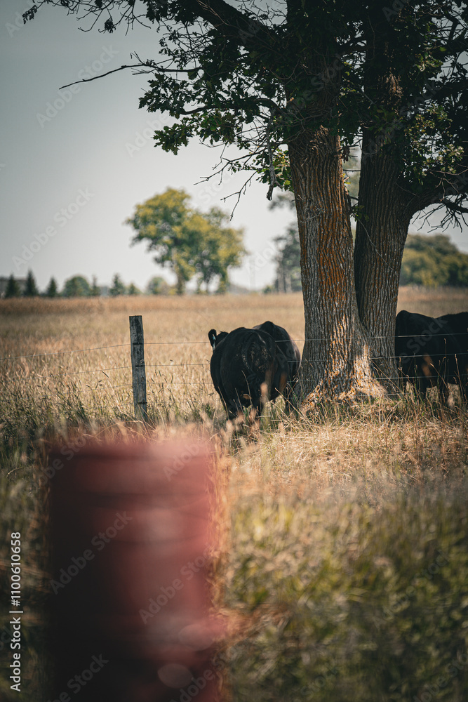 Naklejka premium cow in field