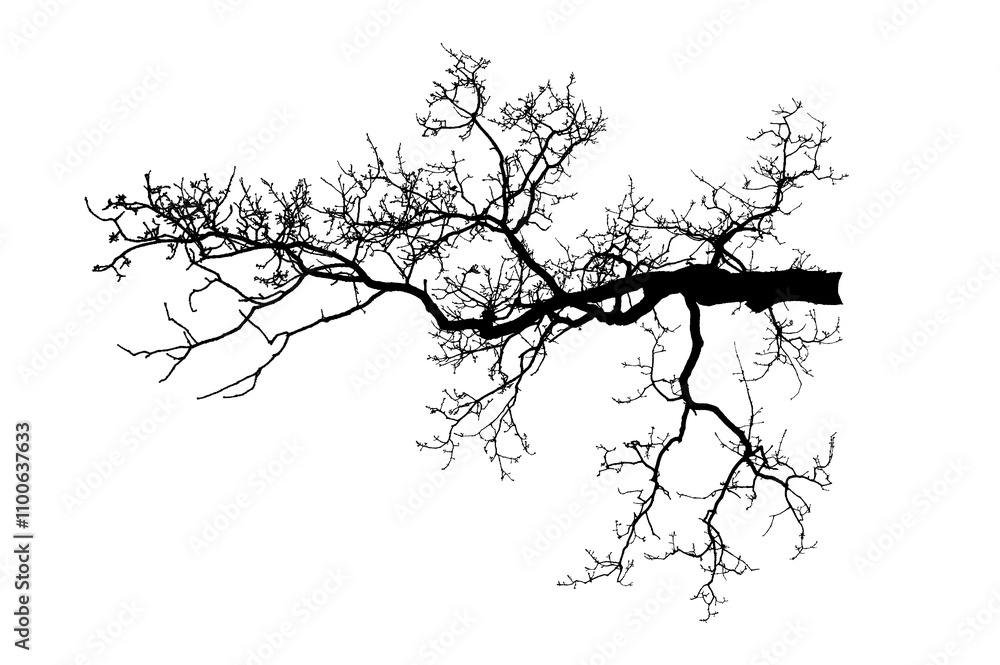 Fototapeta premium Oak branch. Natural Oak tree branches silhouette on a white background. 