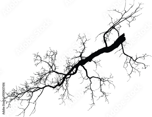 Oak branch. Natural Oak tree branches silhouette on a white background (Vector illustration). Natural branch on a white. 