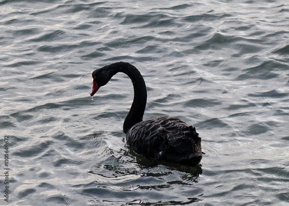 Naklejka premium black swan on the lake