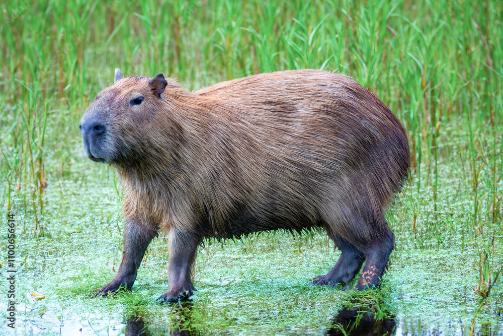 Wild capybara tropical south american portrait Wild capybara tropical south american portrait