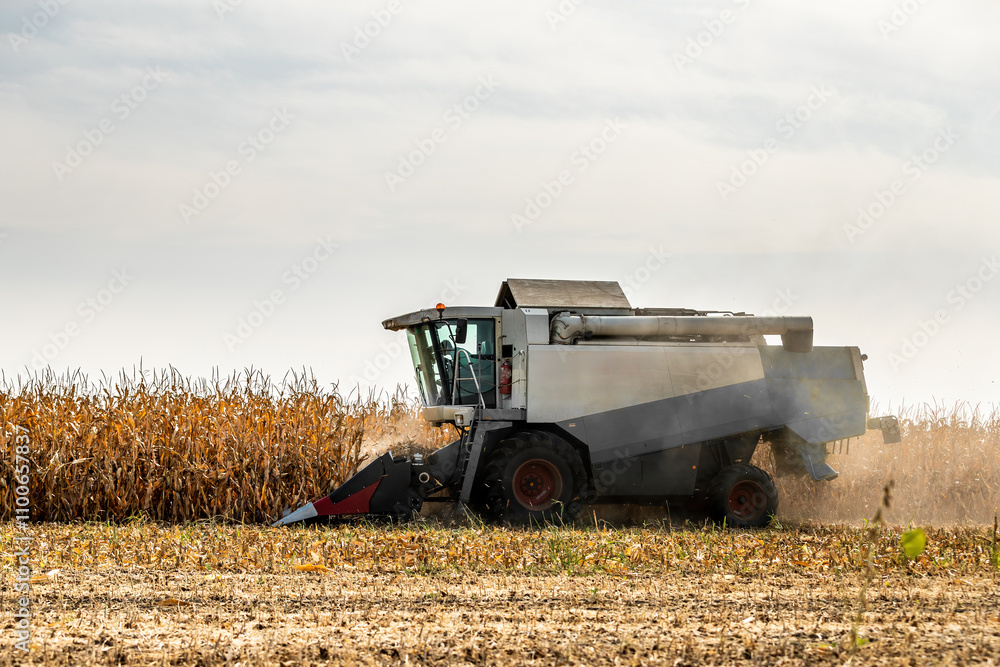Fototapeta premium Combine harvester at work in a dry corn field under a cloudy sky