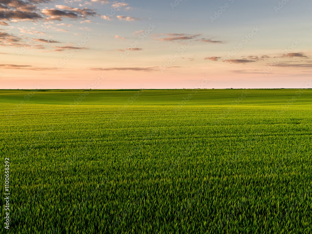 Obraz premium Green wheat field growing under cloudy sunset sky in spring