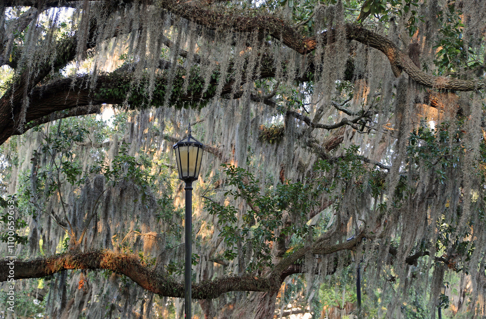 The lantern under the oak tree - Savannah, Georgia
